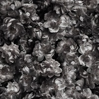 Magical Midnight-Floral 3 papiers peint