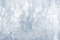 Silent Meadow 4 papel pintado