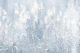 Silent Meadow 4