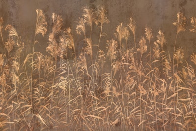 Mural
