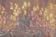 Silent Meadow 6