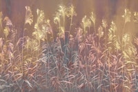 Silent Meadow 6 wallpaper
