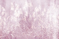 Silent Meadow 9 papel pintado