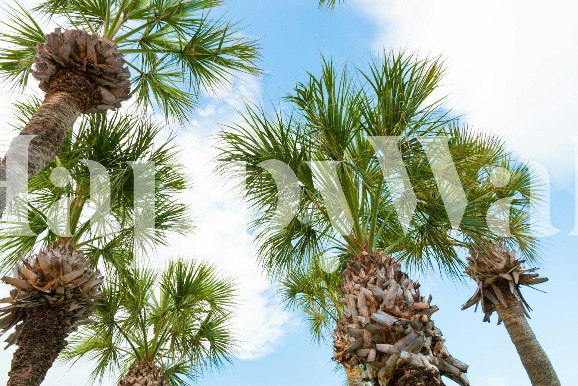 Tropical palm leaf wallpaper with green leaves and a blue sky background