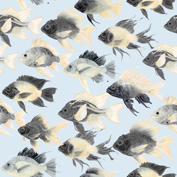 Sand Bream - The Fish 09