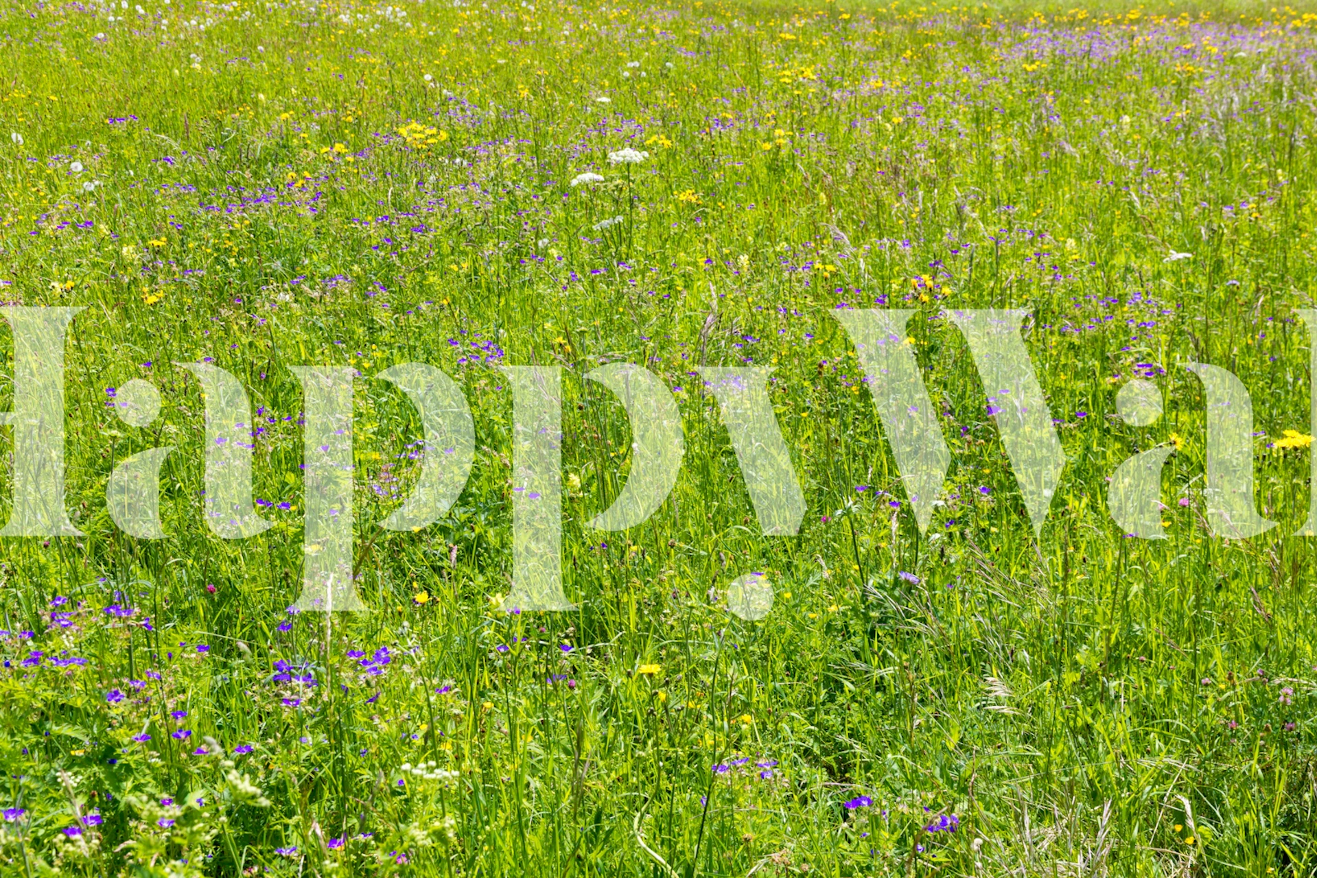 Vibrant meadow wallpaper with mixed wildflowers and green grass