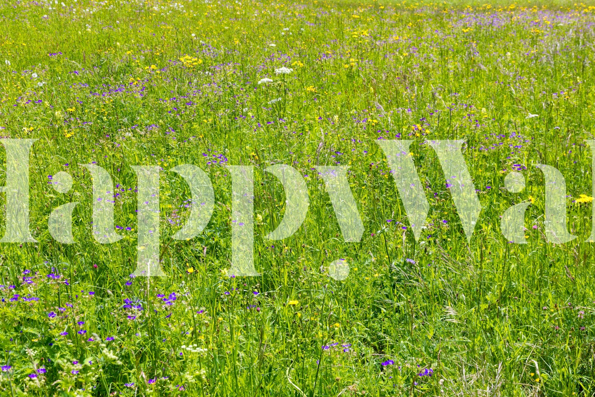 Lush green field with colorful wildflowers wallpaper