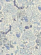 Garden Tales blue shades
