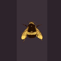 Bumblebee Joy - Espresso Brown wallpaper