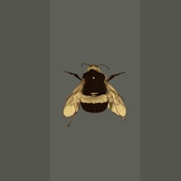 Bumblebee Joy - Khaki Green wallpaper