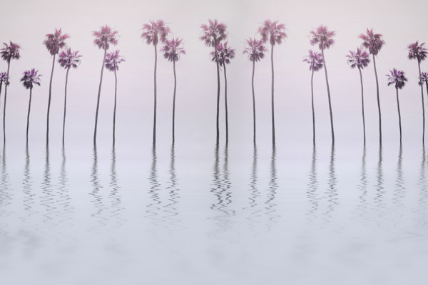 Pink Palm Trees And Water