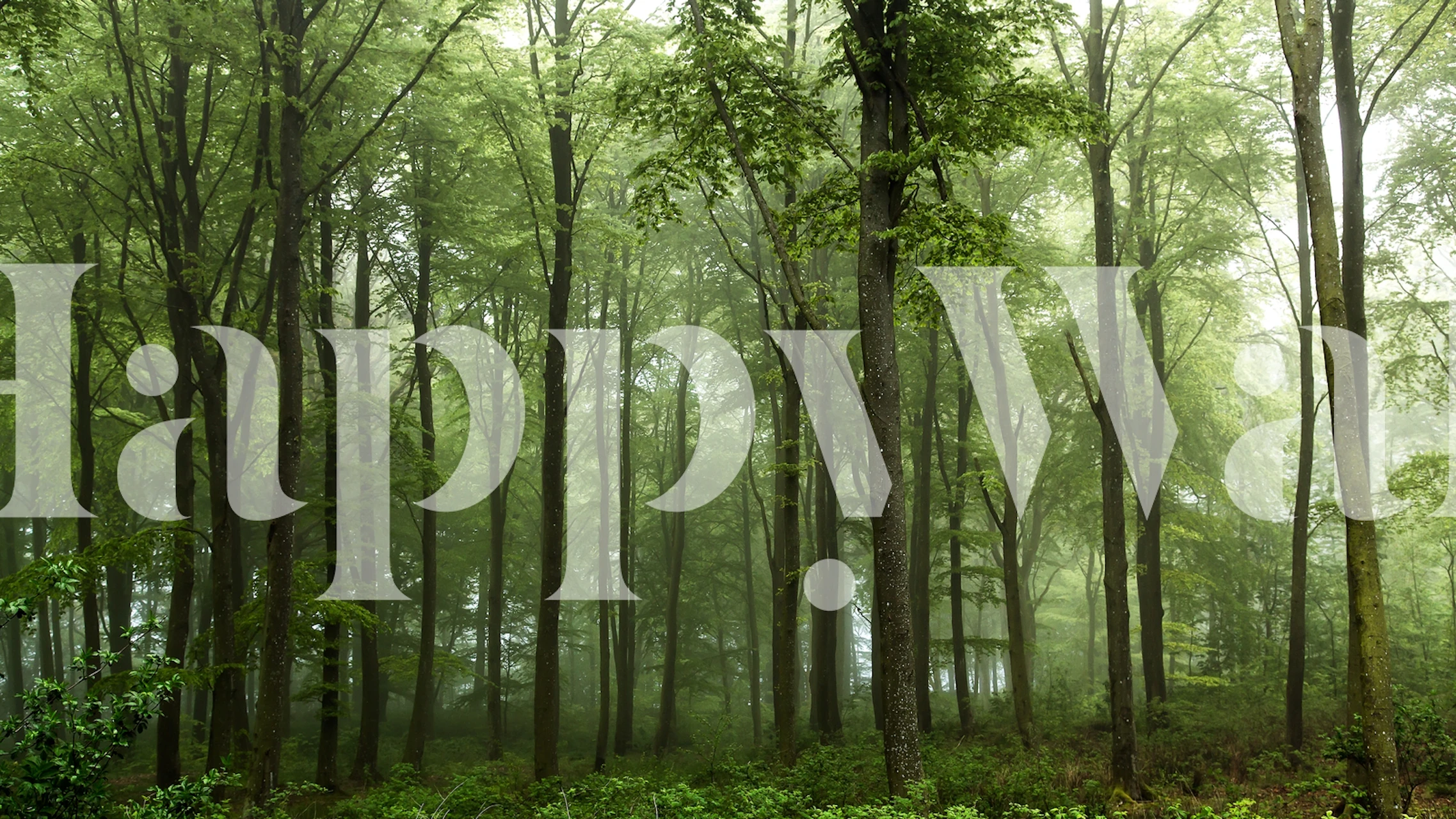 Lush green trees in misty forest wallpaper