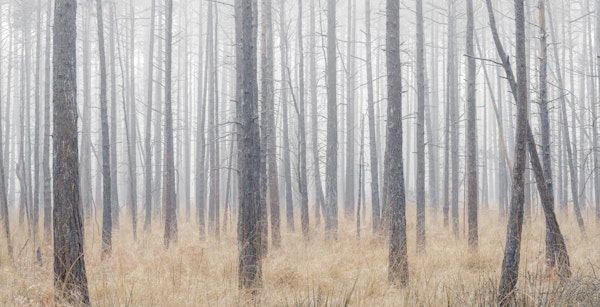 Quiet Woods Serenity