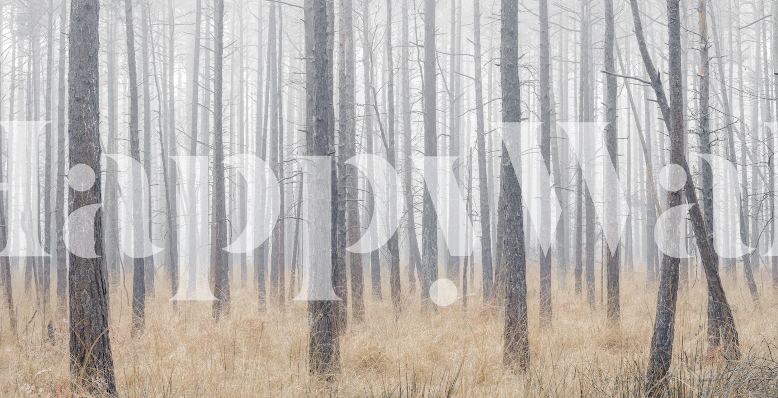 Misty forest scene with tall trees and dry grass wallpaper