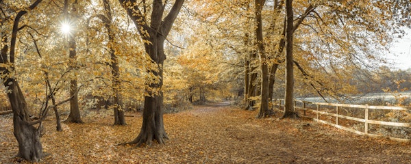Woodland Fall Sunrise