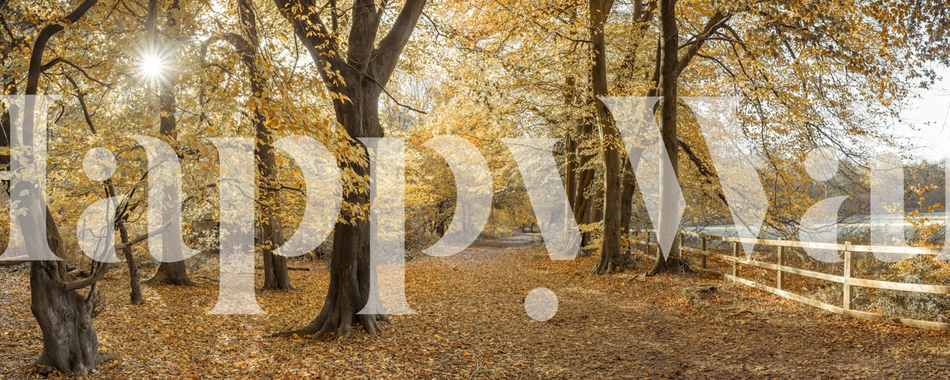 Woodland Fall Sunrise wallpaper in a room