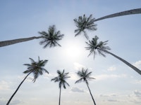 Serene Sunlit Palms wallpaper