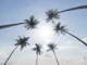 Serene Sunlit Palms