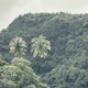 Lush Green Paradise