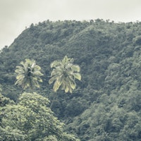 Lush Green Paradise tapety