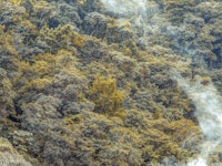 Enchanted Forest View wallpaper