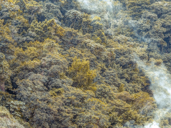 Enchanted Forest View