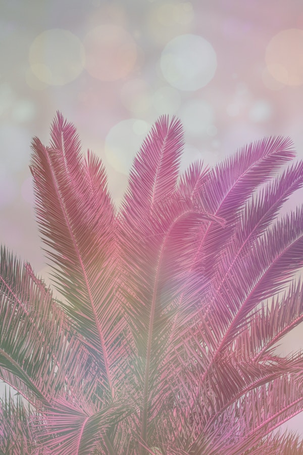 Pink Palm Sunset
