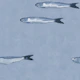 Serene Sardines - Soft Blue