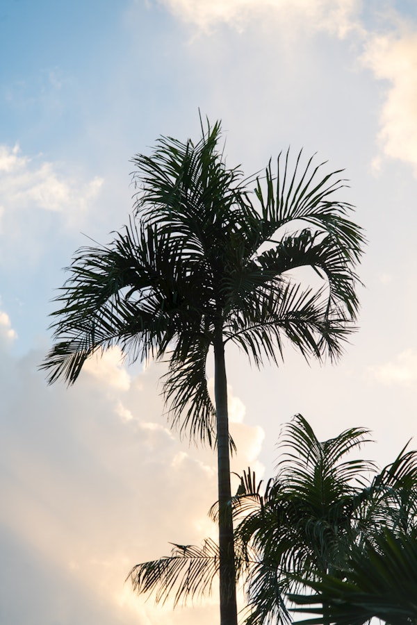 Lush Glam Palm Tree 1