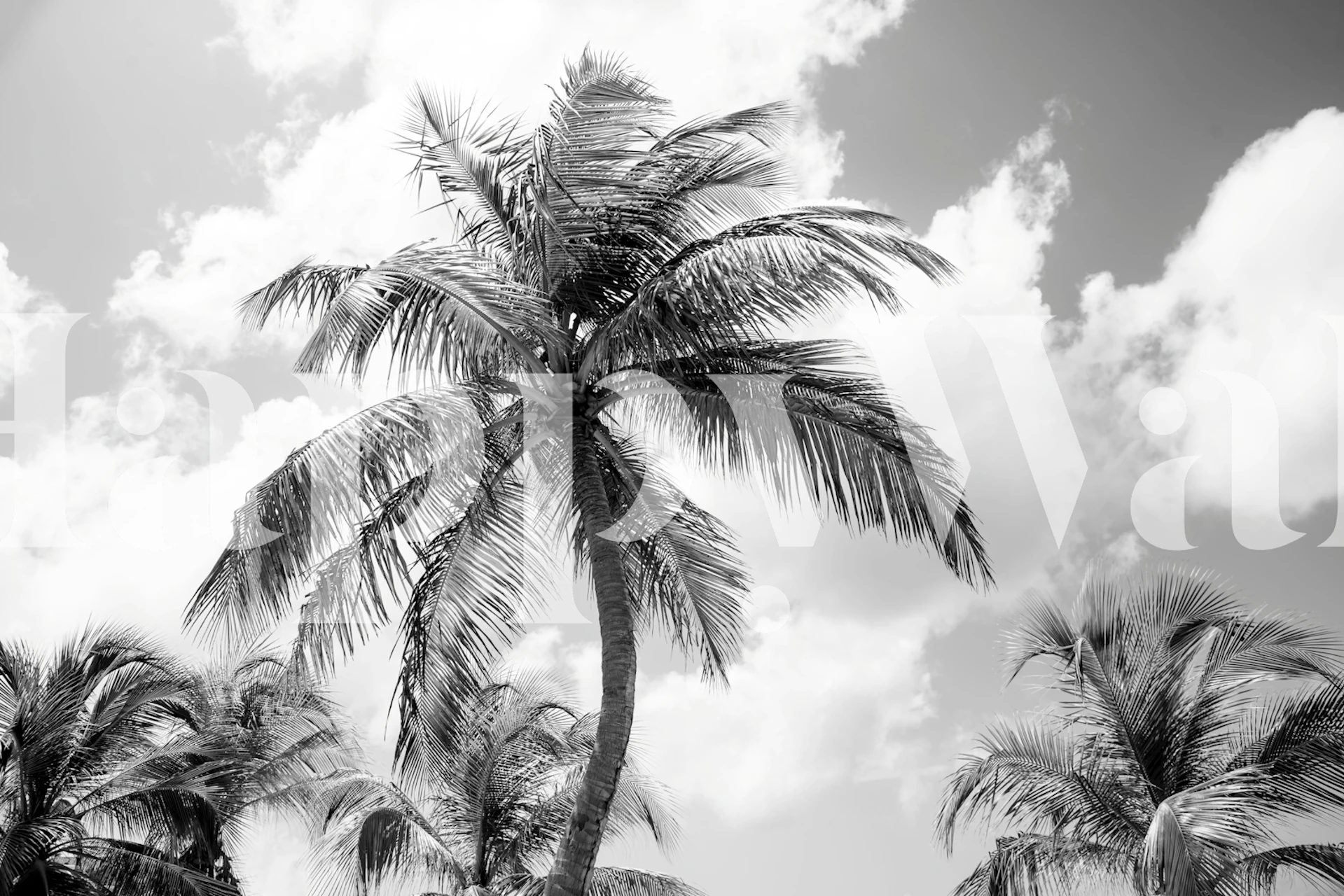 Lush Glam Palm Trees wallpaper in a room