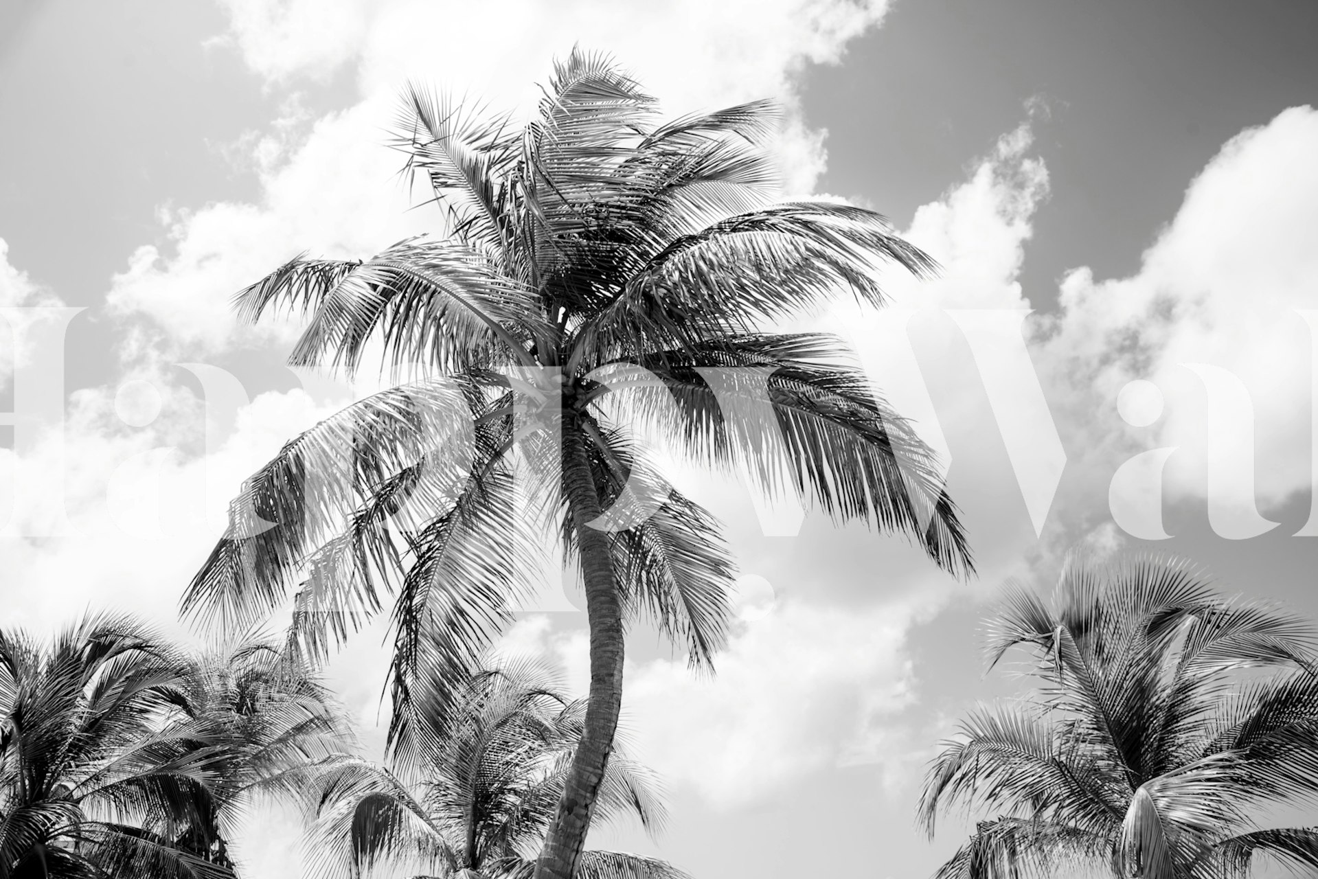 Lush Glam Palm Trees wallpaper in a room