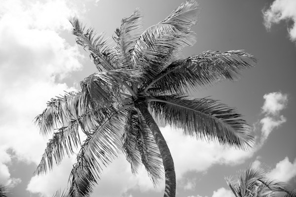 Lush Glam Palm Tree 2