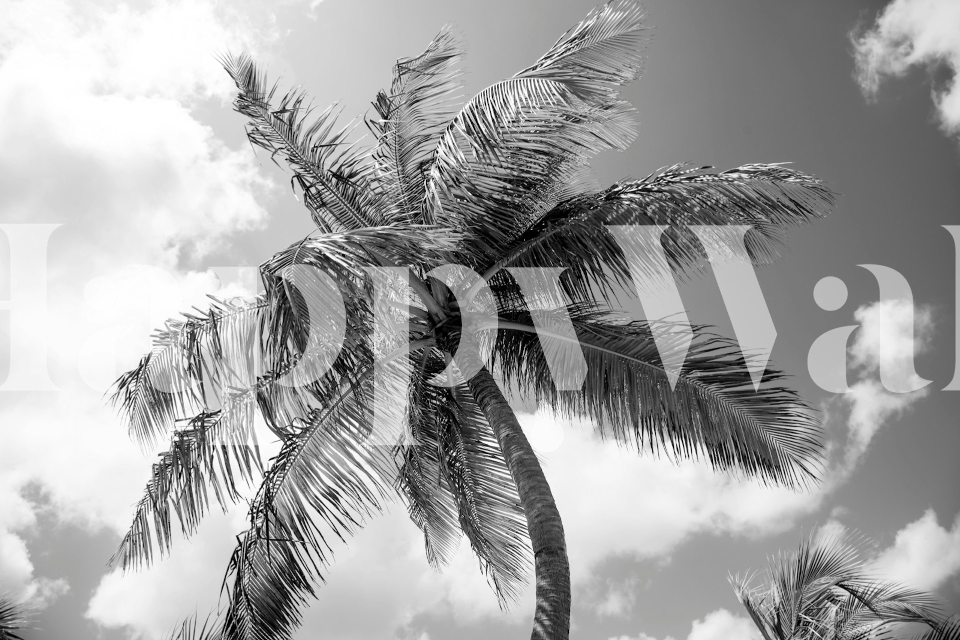 Tropical palm tree in black and white wallpaper