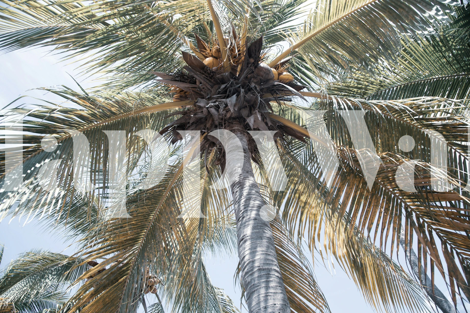 Tropical palm leaves in green and gold tones wallpaper