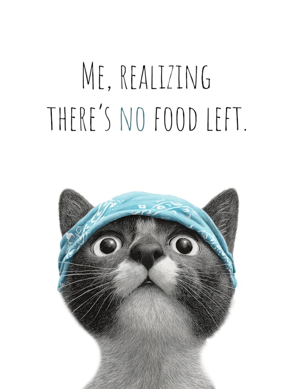 Cool Cat – No food left