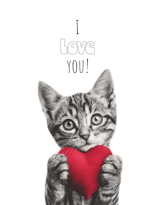 Cute Cat - I love you