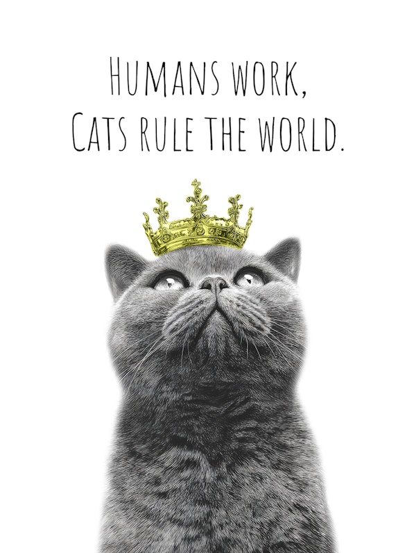 Cool Cat - The Ruler