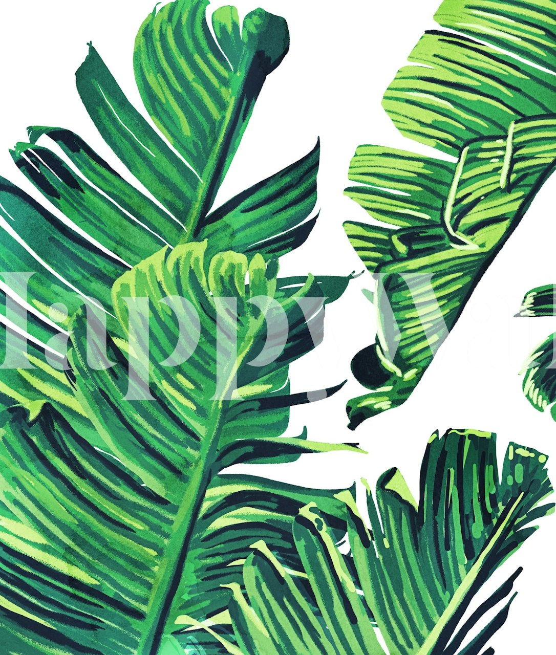 Tropical green banana leaves on white background wallpaper