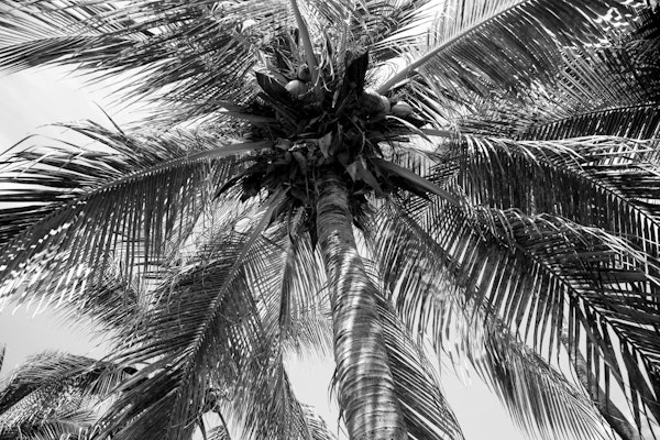 Summer Coconut Chill Palm 2