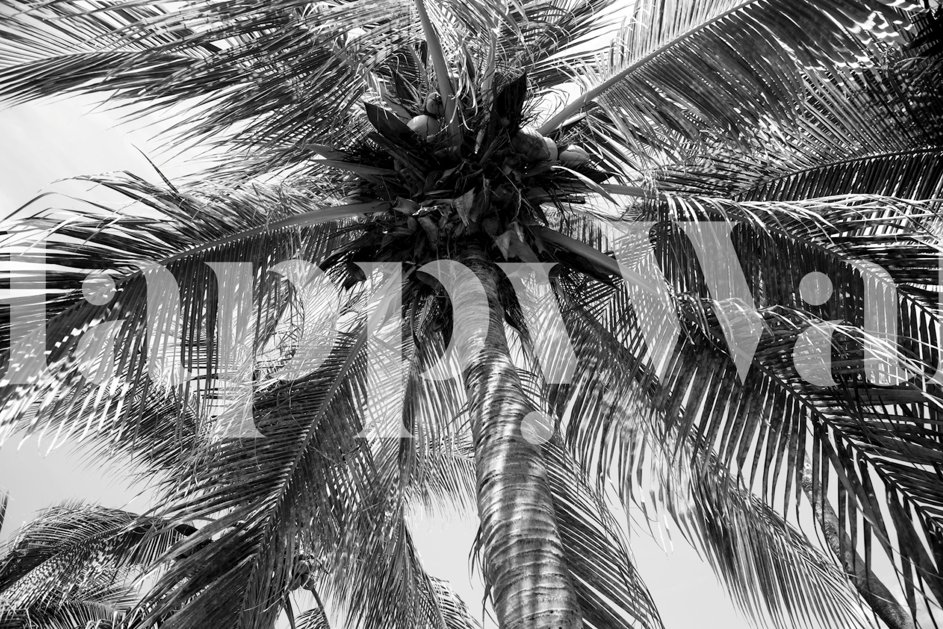 Black and white tropical palm tree wallpaper
