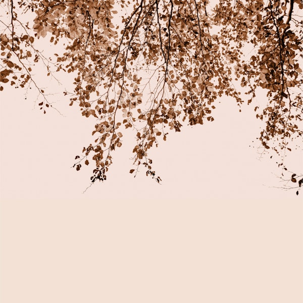 Under The Tree Forest Brown Beige