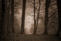 Morning Mist In The Forest Brown Silhouette tapete