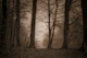 Morning Mist In The Forest Brown Silhouette