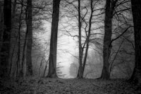 Morning Mist In The Forest Black Silhouette tapete