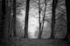 Morning Mist In The Forest Black Silhouette