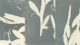botanical reminiscences 4