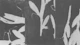 botanical reminiscences black and white