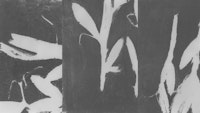 botanical reminiscences black and white wallpaper