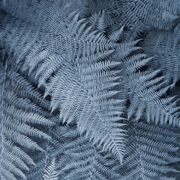 Frosted Fern Delight