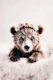 Little Baby Baer With Flowercrown